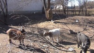 КАМЕРУНСКИЕ ДРЕВОГРЫЗЫ) Реакция коз на сливовые ветви