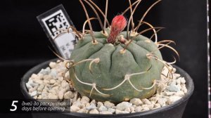 Цветение Matucana madisoniorum [time-lapse]