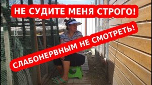 Утки щипаются, выщипывают перья друг у друга до крови