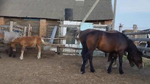 Жеребец нашел себе пару