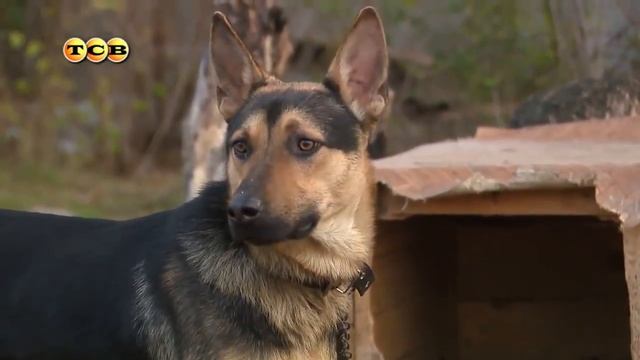 Породистые собаки в приюте для животных смотреть онлайн
