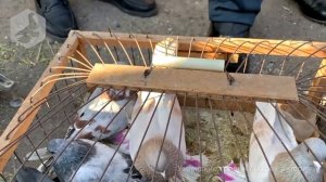 Птичий рынок г. Ташкент - ГОЛУБИ (09.01.2021)