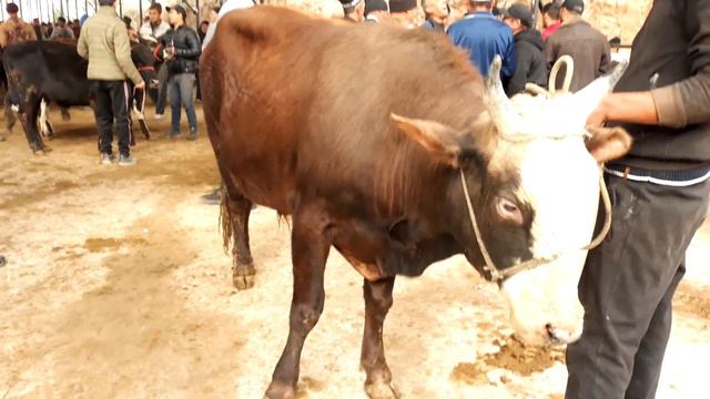 МОЛ БОЗОР ИСТАРАВШАН КАТТА БУКАЛАР НАРХЛАРИ ДАХШАТ ТЕЗ КУРИНГ???