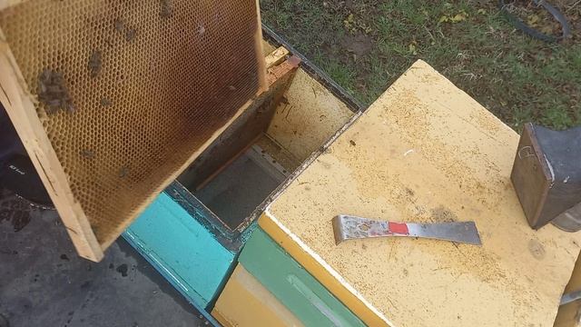 Первые потери на пасеке. смотреть онлайн