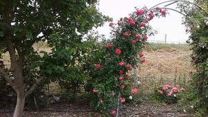 арки роз начали цвести , съемка от начала июня, питомник роз полины козловой rozarium.biz