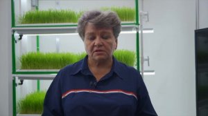 Выращивание гидропонного зеленого корма (ГЗК)