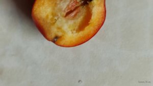 Растения вокруг нас, боярышник