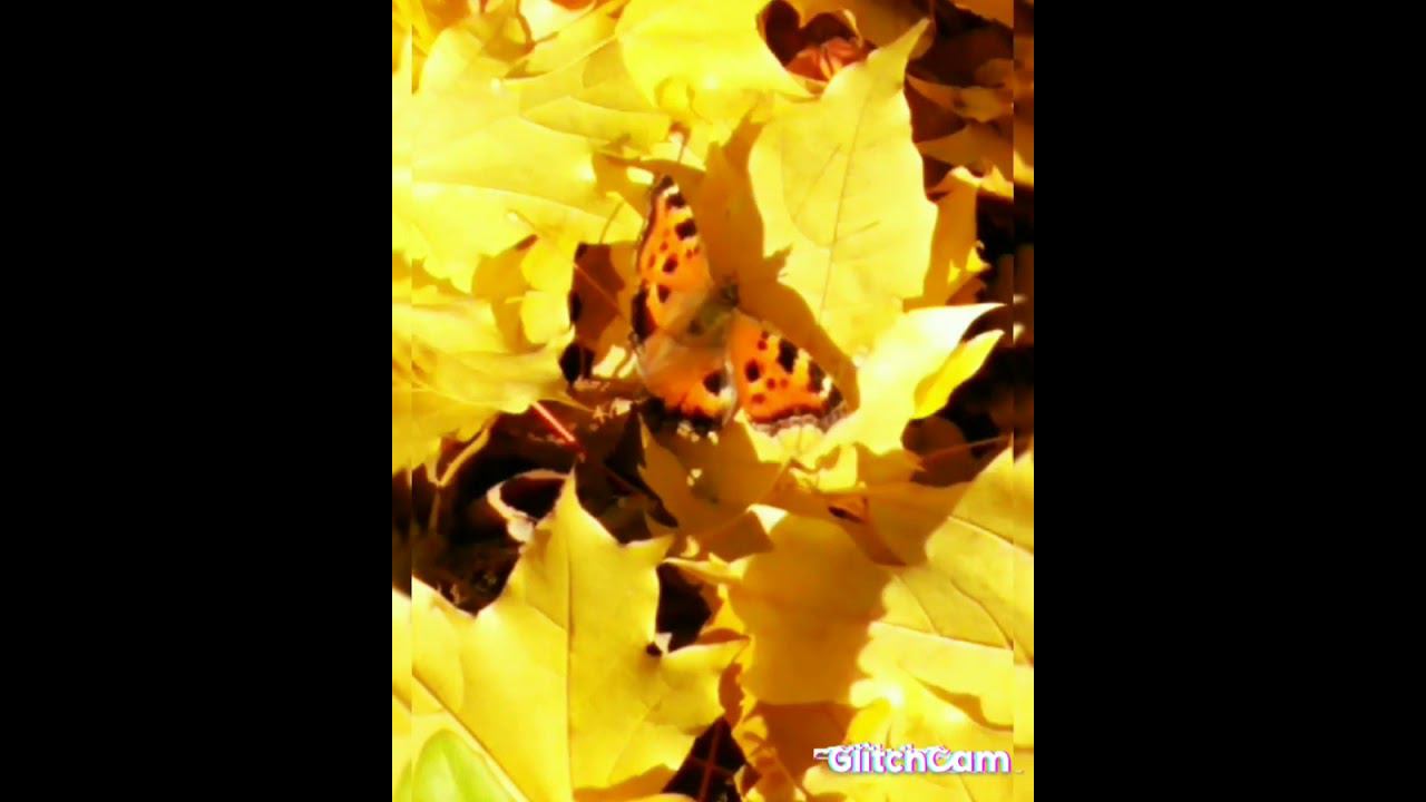 Butterfly autumn flightосенний полет бабочки