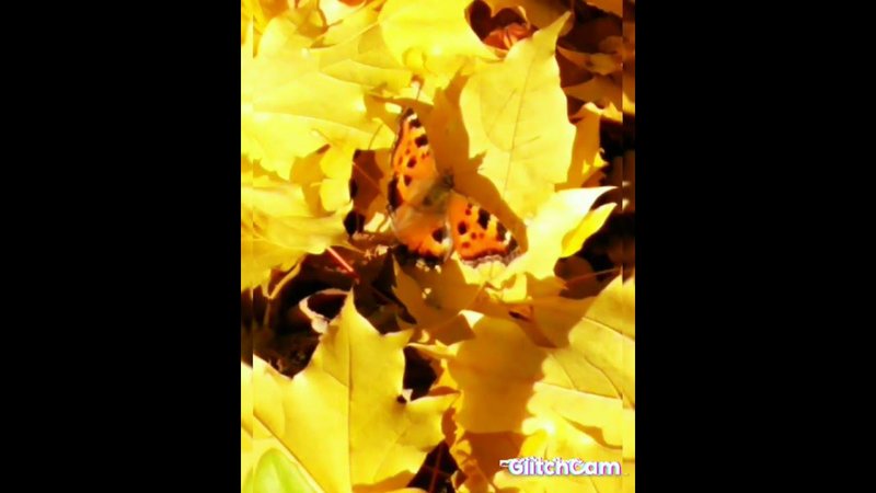 Butterfly autumn flightосенний полет бабочки