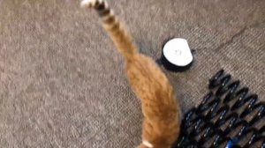 Правда про отпугиватели для кошек Tornado ls‑937cd