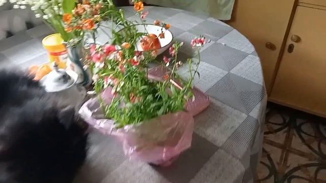 Запорожье. 5.05.23 . В городе тихо. Сажаем цветочки . Большая, кошачья радость. смотреть онлайн