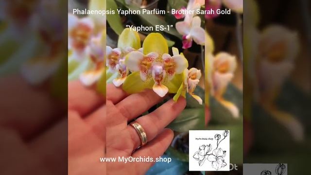Phalaenopsis Yaphon Parfüm - Brother Sarah Gold "Yaphon ES-1" смотреть онлайн