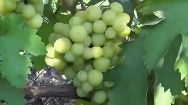 Виноград Алекса Ранняя смотреть онлайн