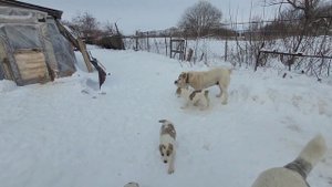 #алабай #сао 🐕 Щенки Алабая растут и преображаются 🦴