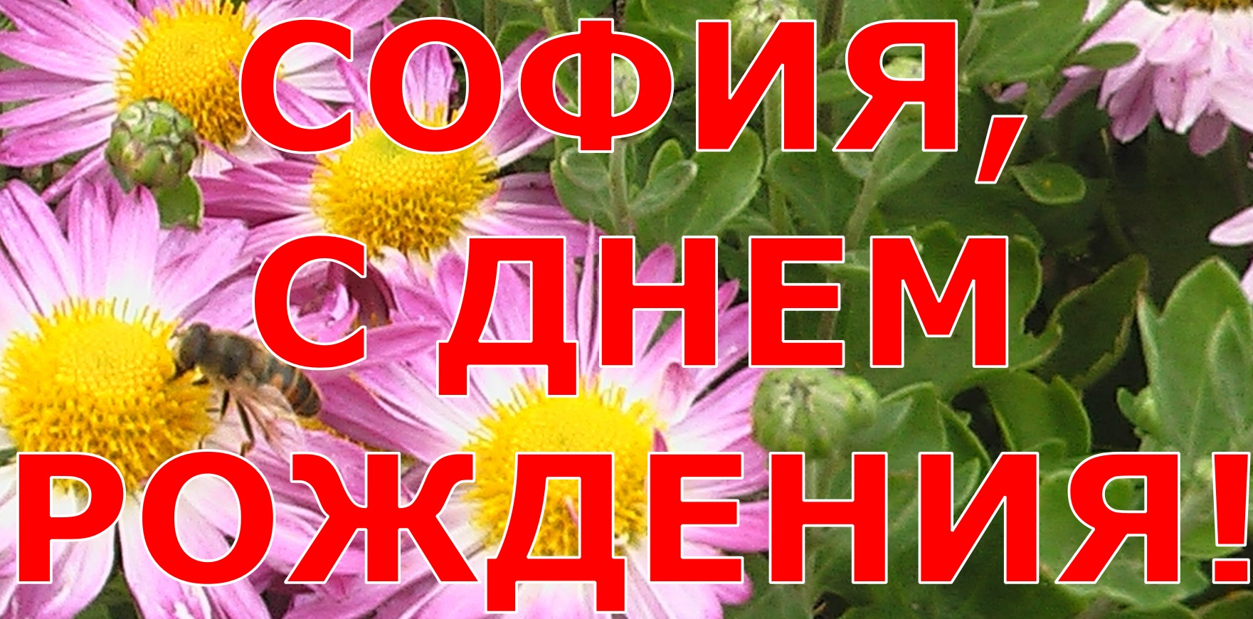 Софья с днем рождения картинки красивые