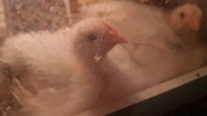 Бройлер в гараже, 39 дней. Если не заметил, смотри ещё раз.