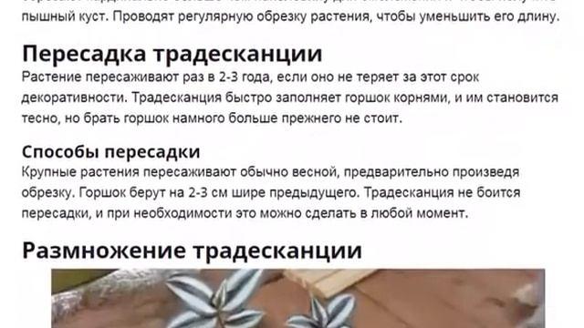 Традесканция Выращивание и уход за традесканцией в домашних условиях