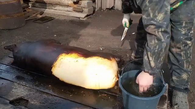 Режем свинью. Забой свиньи в деревне.