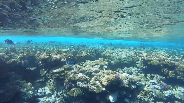 Кораллы красного моря смотреть онлайн