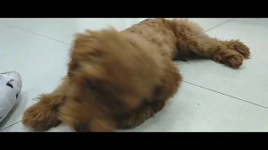 Cute - dog lovers - Bon bon the toy poodle puppy