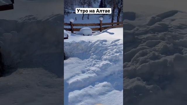 Утро на Алтае. Табун лошадей. Дикие лошади