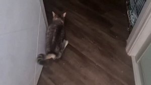 Трехлапый кот с аппаратом Илизарова! Как он дивет?