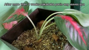 Cutting Aglaonema Suksom Jaipong for Propagation #aglaonema