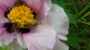 ПЧЁЛЫ и ПИОН (пчелы собирают пыльцу на цветке, видео)