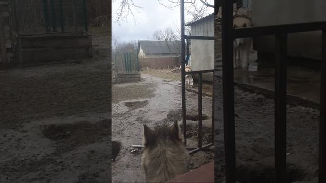 Дождливое воскресенье с Хаски смотреть онлайн