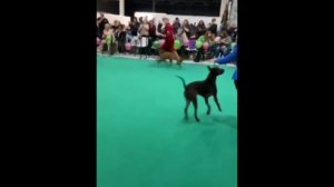 3-я Национальная Выставка Тайский Риджбек - ПК