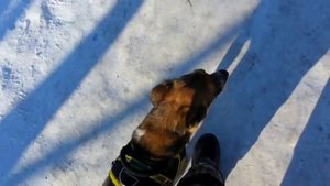 Как правильно гулять с собакой?