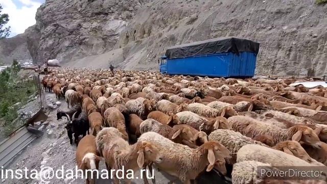 Рыжие овцы породы Гузнские джойдори и аборигенные САО Таджикистана саги дахмарда Шохмансира смотреть онлайн