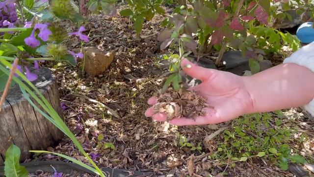 Какую мульчу выбрать | ЩЕПА ИЛИ КОРА? | Что лучше для сада смотреть онлайн