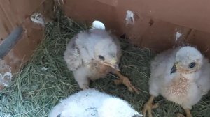 Птенцы ястреб ТЕТЕРЕВЯТНИК ??? Как правильно кормить ???