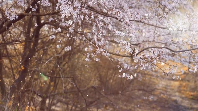 АРОМА-МЕДИТАЦИЯ в день весеннего равноденствия для поднятия настроения и энергии смотреть онлайн