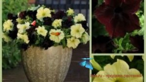 Петуния грандифлора Софистика Блекберри энд Лайм Грин ? обзор: как сажать, семена петунии