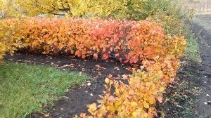 Изгородь из боярышника. Осень.