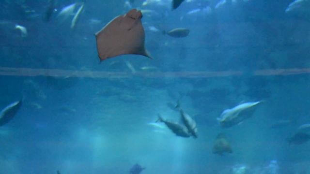 Большой аквариум в Дубае смотреть онлайн