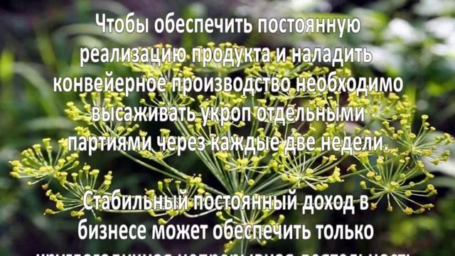 Выращивание укропа. Как вырастить укроп?