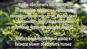 Выращивание укропа. Как вырастить укроп?