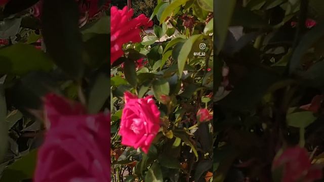 красота своими руками