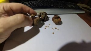 Кипарис из семечки