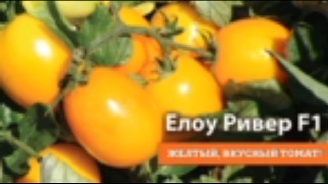 Самый лучший томат в мире 2023 г.! Высокоурожайный,сладкий и вкусный томат ЕЛЛОУ РИВЕР F1! СУПЕР!