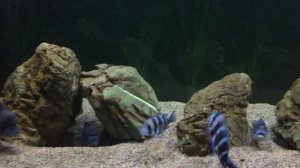 Cyphotilapia frontosa мальки в общем аквариуме.