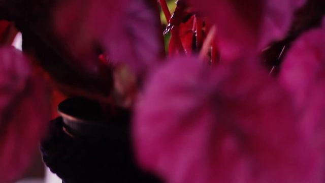 BEGONIA REX смотреть онлайн