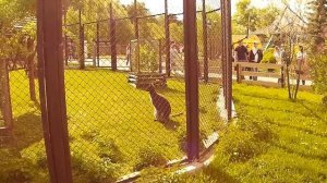 Челябинск ? Зоопарк и парк Гагарина ? Обзор городов