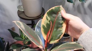 Winter Plant Growth Updates! | New Houseplant Growth this Winter | Thriving or Dying ?!