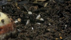 Тропическая карликовая мокрица (Trichorhina tomentosa)