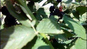 УРОЖАЙ ЕЖЕВИКИ В 2019 году. Характеристика сортов. Советы по уходу