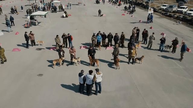 55 Тюменская областная выставка собак охотничьих пород г. Тюмень 17 апреля 2022г смотреть онлайн